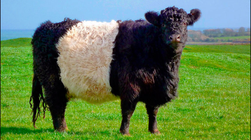 Истобенская порода коров: характеристика, описание, фото