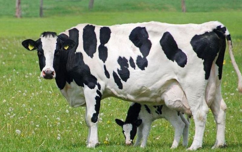 Holstein Cows with Blonde Hair - wide 4