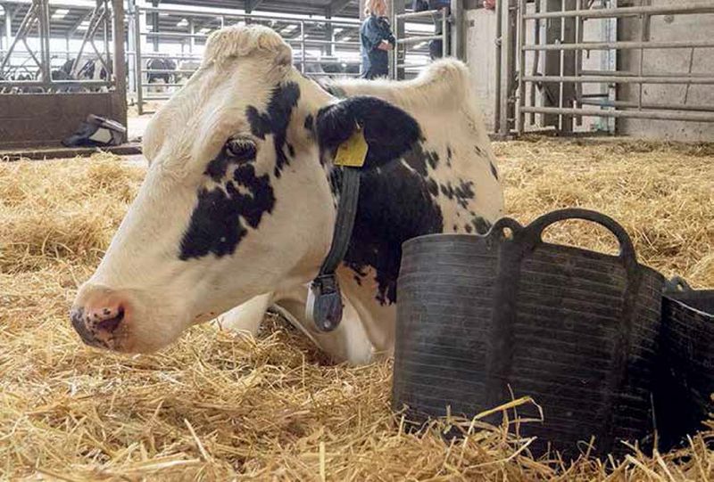 Как запустить у коровы желудок народными средствами в домашних условиях